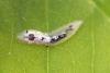 Episyrphus balteatus